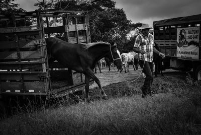 Horse grazing on field