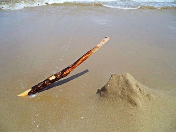 Lizard on shore at beach