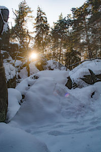 Snow covered trees on field against sky