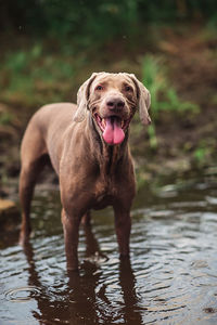 Portrait of dog standing in water