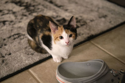 Small calico kitten crouching on a carpet
