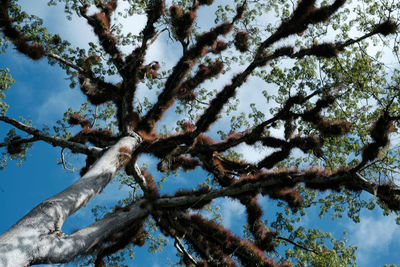 Low angle view of tree against sky