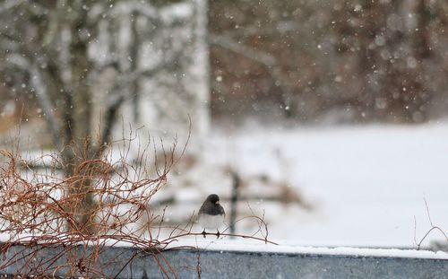 Bird perching on snow covered landscape