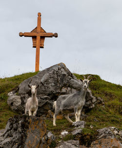 View of sheep on field