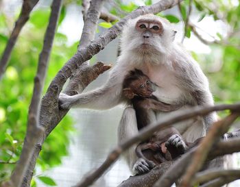 Monkey with infant sitting on branch