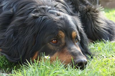 Close-up of dog lying on grass