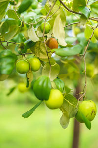 Close-up of fruits growing on tree