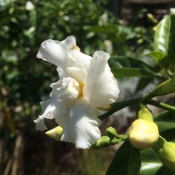 Close-up of white flowers