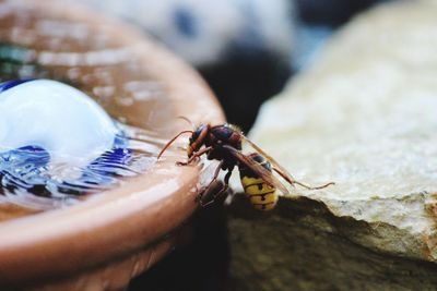 Close-up of insect on rock