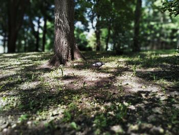 View of bird on tree trunk