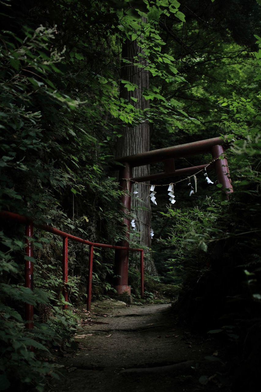 tree, railing, growth, built structure, forest, wood - material, plant, architecture, nature, tranquility, green color, wooden, gate, fence, the way forward, outdoors, sunlight, no people, empty, house