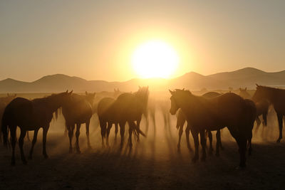 Horses on field against sky during sunset