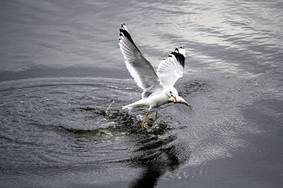 Seagull flying over a lake