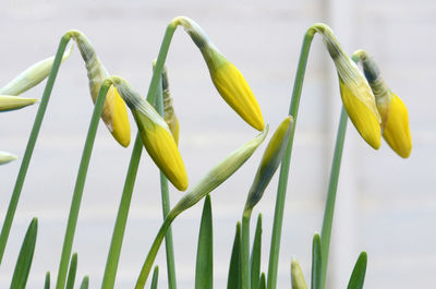 Close-up of yellow flower buds