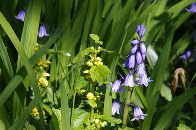 Close-up of purple flowering plants on land