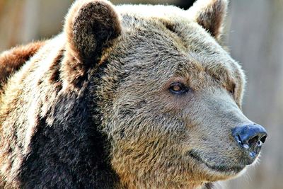 Close up of a brown baer