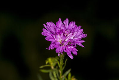 Close-up of pink flower