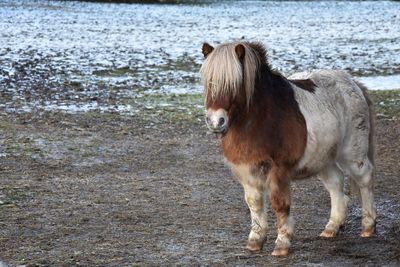 Horse standing in a field