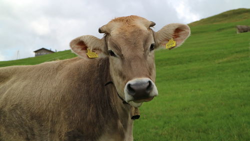 Close-up portrait of cow on grassy field