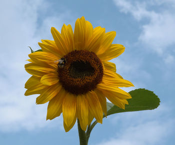 Close-up of yellow sunflower against sky