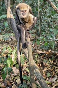 Close-up of monkey on tree