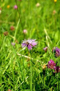 Close-up of purple flower blooming in field