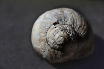 Close-up of snail