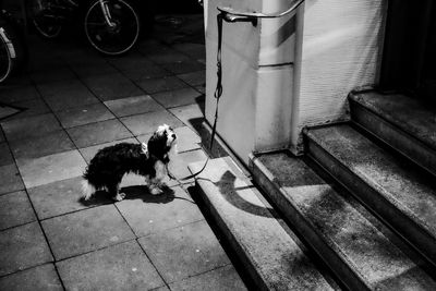 High angle view of dog on footpath at night