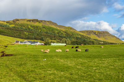 Flock of sheep on grassy field against sky