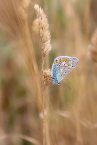 Close-up of butterfly on plant