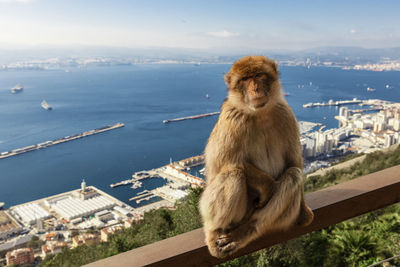 Barbary macaque monkey on the rock of gibraltar, with algeciras bay in the background