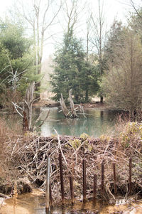 Scenic view of lake in forest