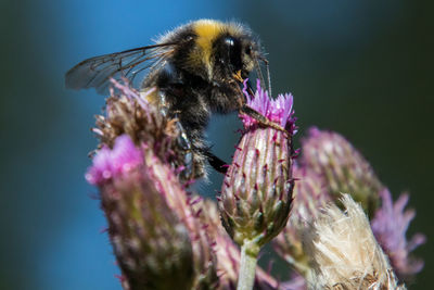 Close-up of bee pollinating on pink flower