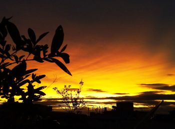 Silhouette palm tree by sea against orange sky