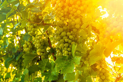 Close-up of grapes growing in vineyard