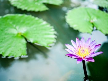 Close-up of lotus water lily in pond