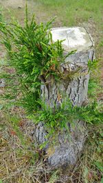 Plants growing on field