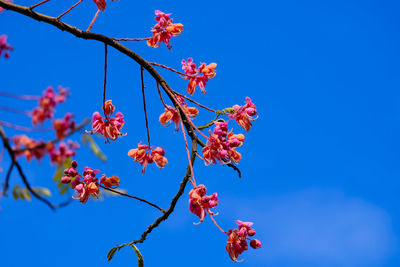 Low angle view of flowering plant against blue sky