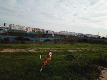 Dog standing in a field