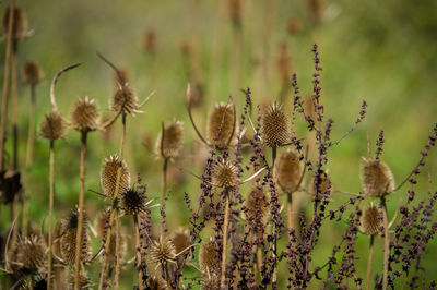 Close-up of flowering plants on field