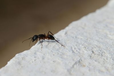Close-up of insect