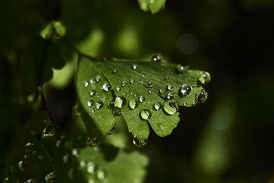 Close-up of water drops on plant leaves