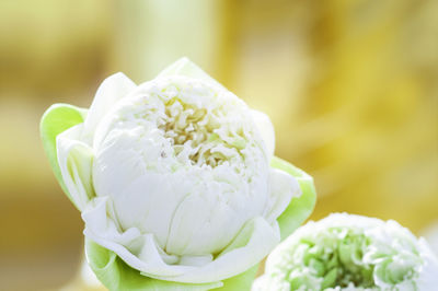 Close-up of white rose flower