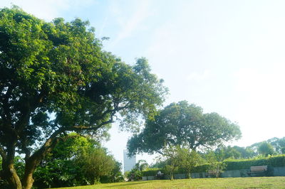 Low angle view of trees on field against sky