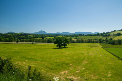 Scenic view of field against clear sky