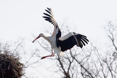 Low angle view of bird flying against sky