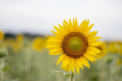 Close-up of yellow sunflower against sky