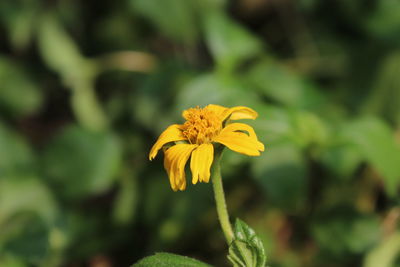 Close-up of yellow flowering plant