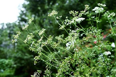 Close-up of plant growing on tree