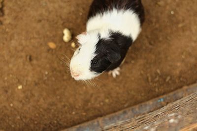 High angle view of white cat